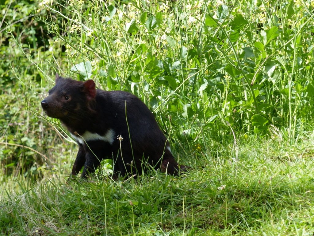 J Ai Rencontre Des Diables De Tasmanie Noa Vagabonde