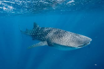 J'ai testé : Nager avec les requin-baleines - Noa vagabonde